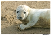Grey Seal 1